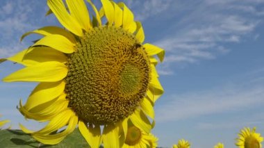 Arı ayçiçeğinin üzerinde bal toplar. Yaygın ayçiçeği (Helianthus annuus) 