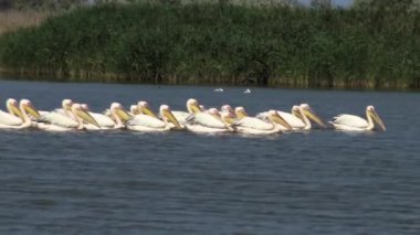 Büyük beyaz pelikan (Pelecanus onocrotalus), kuşlarda kuşlar balıkların bir sürüsü. Tuzla Estuary, Odessa Region, Ukrayna