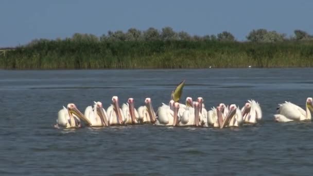 Великий Білий Пеликан Зграя Птахів Риб Лимані Тузла Одеська Область — стокове відео