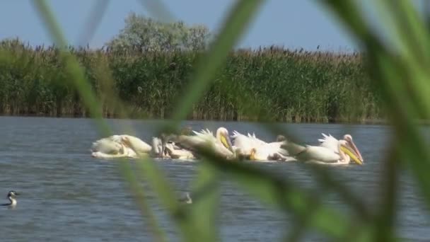 Gran Pelícano Blanco Pelecanus Onocrotalus Una Bandada Aves Peces Estuario — Vídeos de Stock