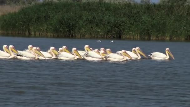 Büyük Beyaz Pelikan Pelecanus Onocrotalus Kuşlarda Kuşlar Balıkların Bir Sürüsü — Stok video