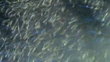 Su yılan küçük balık avlar. Küçük balık sürüsü, büyük ölçekli kum kokuyordu (Atherina boyeri, a. Pontica), Karadeniz, sasik liman