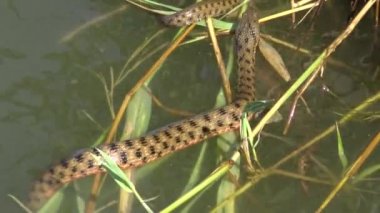 Zar yılan (natrix tessellata). Su yılanı. Yalpug Lake, Ukrayna