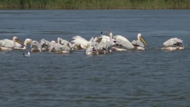 Great White Pelican Pelecanus Onocrotalus Flock Birds Fishes Estuary Tuzla — Stock Video