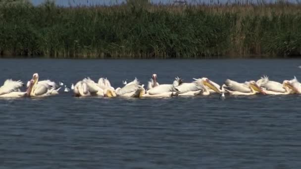 大白牡蛎 佩莱卡努斯的诺克罗塔鲁斯 一群鸟在河口捕鱼 图兹拉河口 奥德萨地区 乌克兰 — 图库视频影像