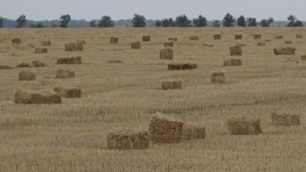 Weizenfeld Geschnitten Stroh Das Großen Quadratischen Ballen Gesammelt Wurde Ukraine — Stockvideo