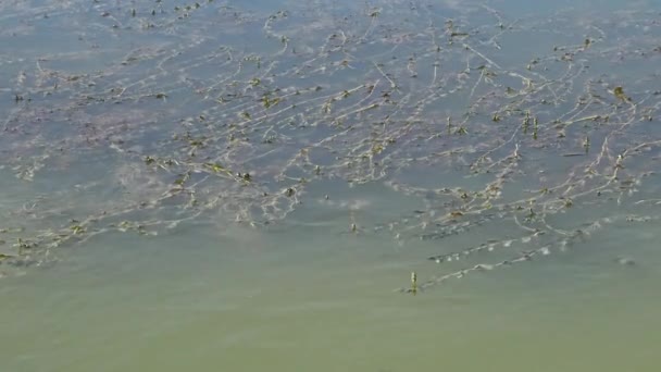 Die Stiele Der Wasserpflanze Schwimmen Auf Der Wasseroberfläche Potamogeton Natans — Stockvideo