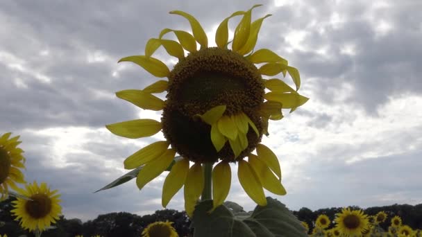 Brzydki Nietypowy Zmutowana Kwiat Słonecznika Ukraina — Wideo stockowe