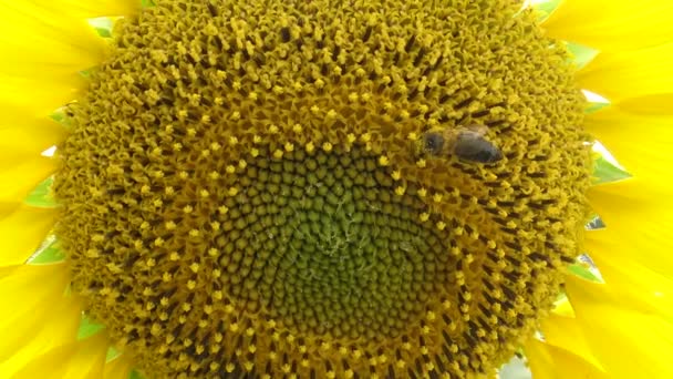 Bijen Verzamelen Honing Zonnebloem Gewone Zonnebloem Helianthus Annuus — Stockvideo