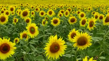 Çiçek açan bir tarla. Sıradan ayçiçeği (Helianthus annuus). Bolgradsky bölgesi, Odessa bölgesi, Ukrayna