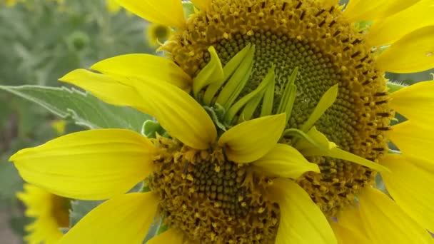 Ugly, insolite, mutant Tournesol Fleur, Ukraine 