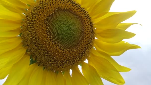 Sonnenblumen Gegen Den Himmel Aus Nächster Nähe Ukraine — Stockvideo