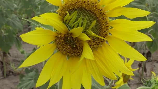 Flor Girasol Fea Inusual Mutante Ucrania — Vídeos de Stock