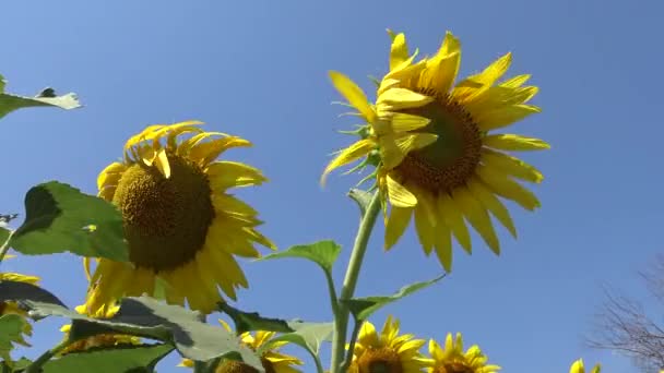 向日葵在天空中绽放 乌克兰 — 图库视频影像