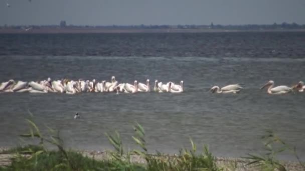 Büyük beyaz pelikan (Pelecanus onocrotalus), kuşlarda kuşlar balıkların bir sürüsü. Tuzla Estuary, Odessa Region, Ukrayna