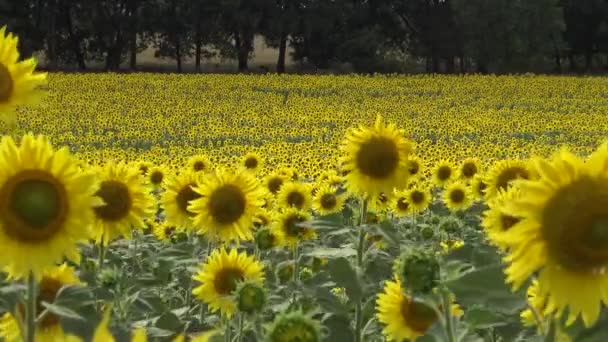 Girassol Flor Contra Céu Close Ucrânia — Vídeo de Stock