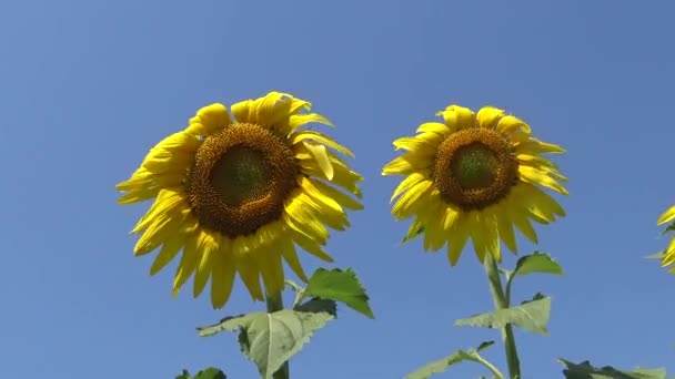 Slunečnicový Květ Proti Obloze Zblízka Ukrajina — Stock video