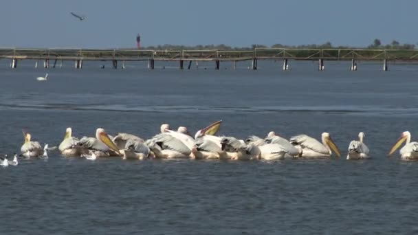 Büyük Beyaz Pelikan Pelecanus Onocrotalus Kuşlarda Kuşlar Balıkların Bir Sürüsü — Stok video