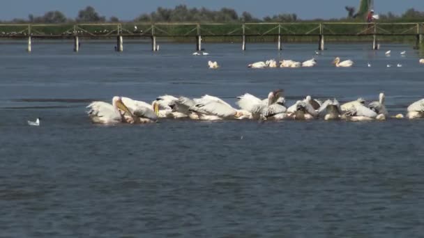 Grand Pélican Blanc Pelecanus Onocrotalus Troupeau Oiseaux Poissons Dans Estuaire — Video