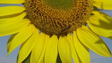 Arı ayçiçeğinin üzerinde bal toplar. Yaygın ayçiçeği (Helianthus annuus) 