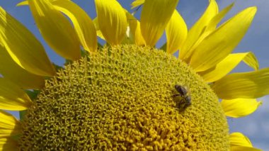 Arı ayçiçeğinin üzerinde bal toplar. Yaygın ayçiçeği (Helianthus annuus) 