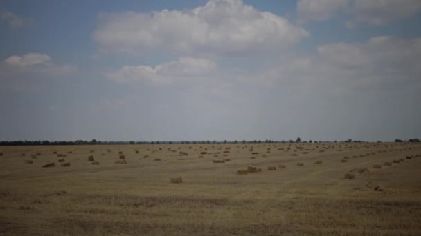 Tarwe Veld Knippen Stro Verzameld Grote Vierkante Balen Oekraïne — Stockvideo