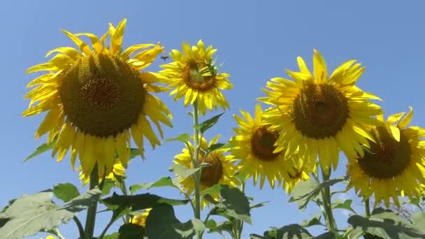 Girasol Contra Cielo Cerca Ucrania — Vídeos de Stock