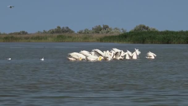 Grote Witte Pelikaan Pelecanus Onocrotalus Een Kudde Vogels Vissen Het — Stockvideo
