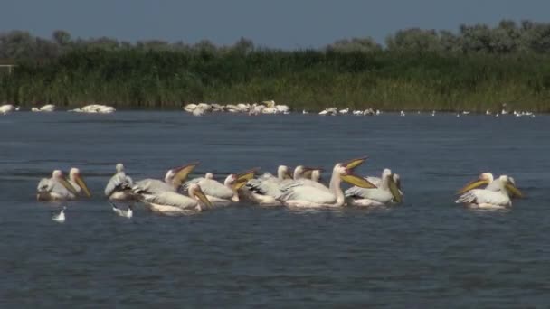 Wielki Biały Pelikan Pelecanus Onocrotalus Stado Ryb Ptaków Ujściu Estuarium — Wideo stockowe