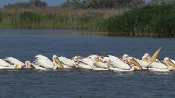 Wielki Biały Pelikan Pelecanus Onocrotalus Stado Ryb Ptaków Ujściu Estuarium — Wideo stockowe