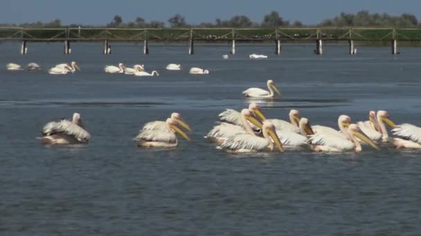 Gran Pelícano Blanco Pelecanus Onocrotalus Una Bandada Aves Peces Estuario — Vídeo de stock