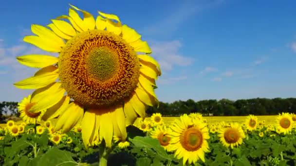 空に対してひまわりの花 クローズアップ ウクライナ — ストック動画