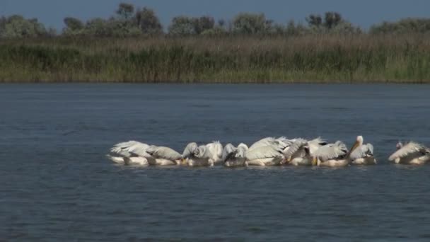 Grand Pélican Blanc Pelecanus Onocrotalus Troupeau Oiseaux Poissons Dans Estuaire — Video