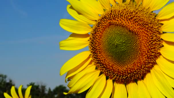 Tournesol contre le ciel, gros plan. Ukraine 