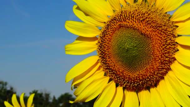 Sonnenblumen Gegen Den Himmel Aus Nächster Nähe Ukraine — Stockvideo