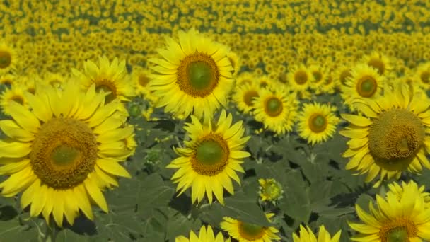 Napraforgó Virág Felé Közelkép Ukrajna — Stock videók