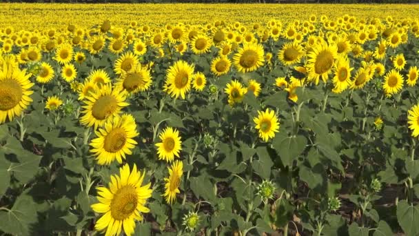 空に対してひまわりの花 クローズアップ ウクライナ — ストック動画