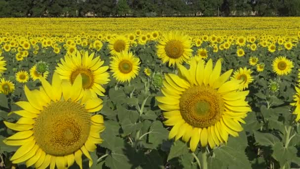 Girasol Contra Cielo Cerca Ucrania — Vídeo de stock