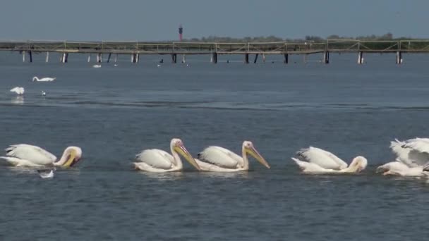 Большой Белый Пеликан Pelecanus Onocrotalus Стая Птиц Ловит Рыбу Устье — стоковое видео