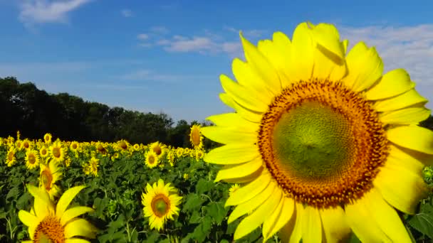 Sonnenblumen Gegen Den Himmel Aus Nächster Nähe Ukraine — Stockvideo