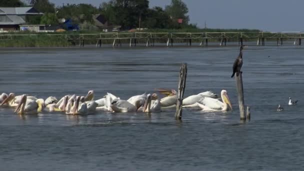 Grand Pélican Blanc Pelecanus Onocrotalus Troupeau Oiseaux Poissons Dans Estuaire — Video