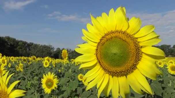 Tournesol contre le ciel, gros plan. Ukraine 