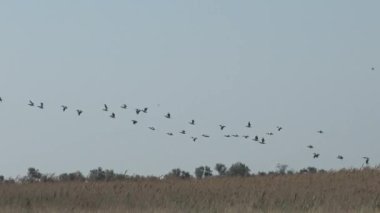 Gölün yukarısındaki gökyüzünde pelikanlar sürüsü. Büyük beyaz pelikan (Pelecanus onocrotalus). Ukrayna