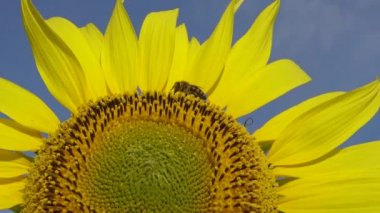 Arı ayçiçeğinin üzerinde bal toplar. Yaygın ayçiçeği (Helianthus annuus) 