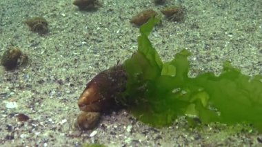 Enteromorpha yeşil Alga Clam kabuk Mussel üzerinde büyüdü. Karadeniz