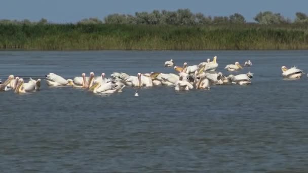 大きな白いペリカン ペレカナス オノクロタロス 河口の鳥の魚の群れ トゥズラ河口 オデッサ地域 ウクライナ — ストック動画