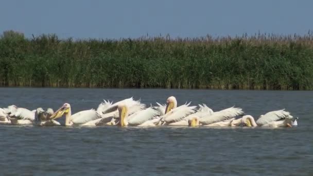 Gran Pelícano Blanco Pelecanus Onocrotalus Una Bandada Aves Peces Estuario — Vídeos de Stock