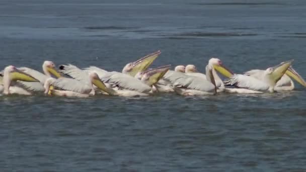 Grand Pélican Blanc Pelecanus Onocrotalus Troupeau Oiseaux Poissons Dans Estuaire — Video