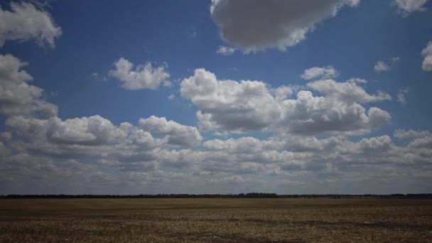 Grote Witte Wolken Zweven Een Veld Van Zonnebloem Oekraïne — Stockvideo