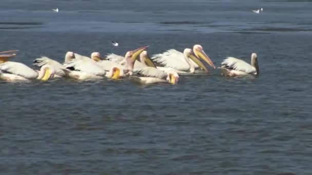 Great White Pelican Pelecanus Onocrotalus Flock Birds Fishes Estuary Tuzla — Stock Video